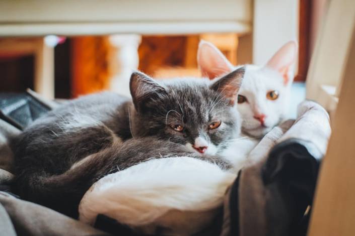 grey cat and white cat lying down on cushion