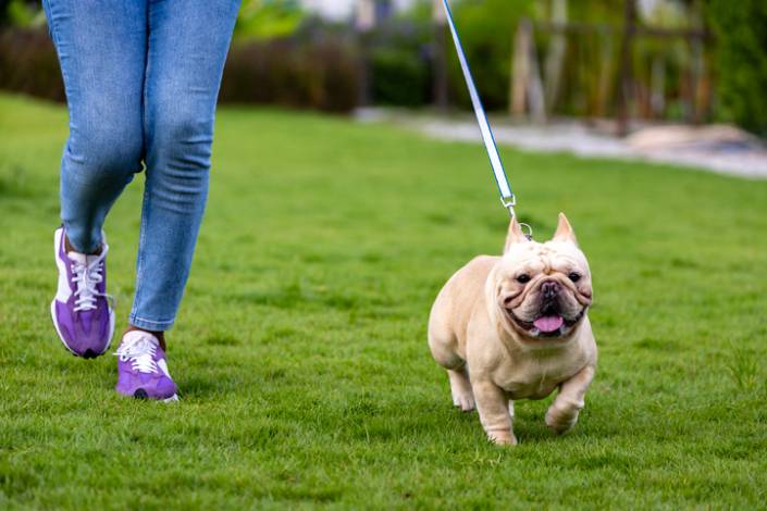 house sitter's legs next to a dog running on grass