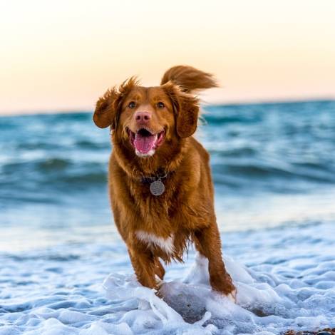 brown dog running in water at the beach