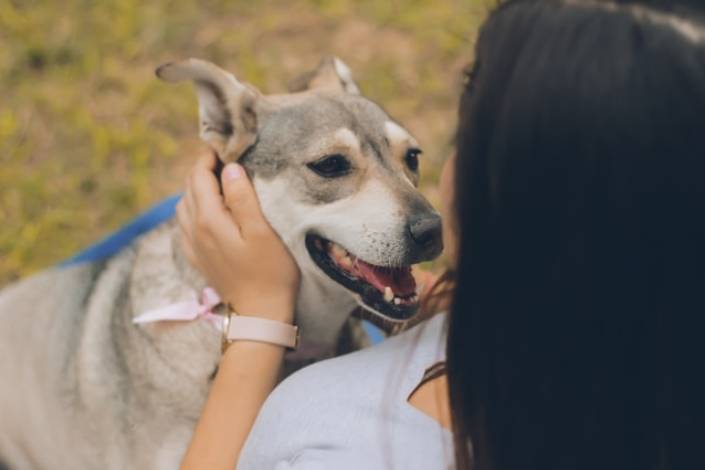 dog looking at house sitter while they pat the side of dog's face