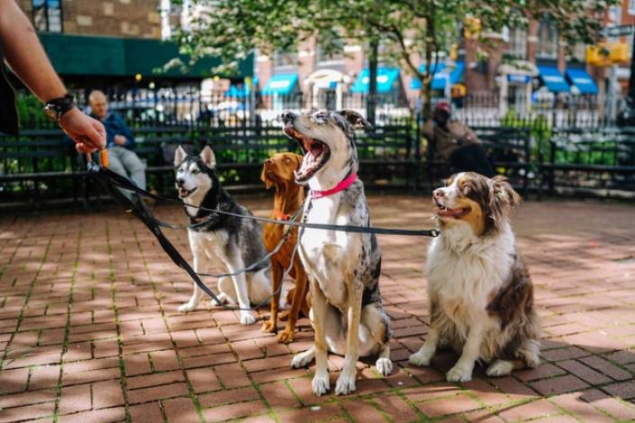 four medium sized dogs on leads with a house sitter's hand holding the leads