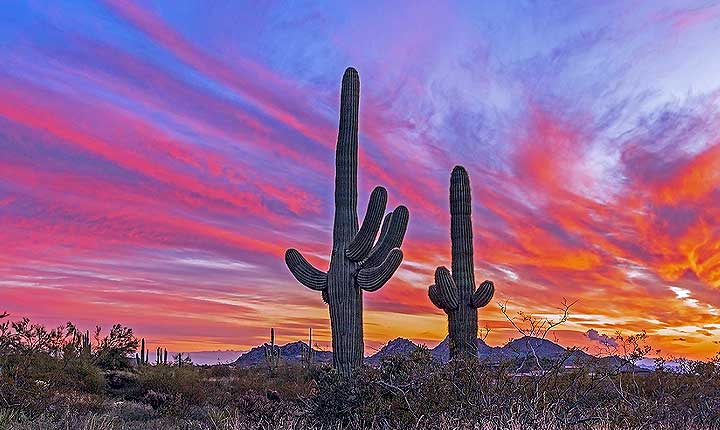 House sitting and Pet Sitting in Phoenix - the perfect alternative to pet boarding in Phoenix