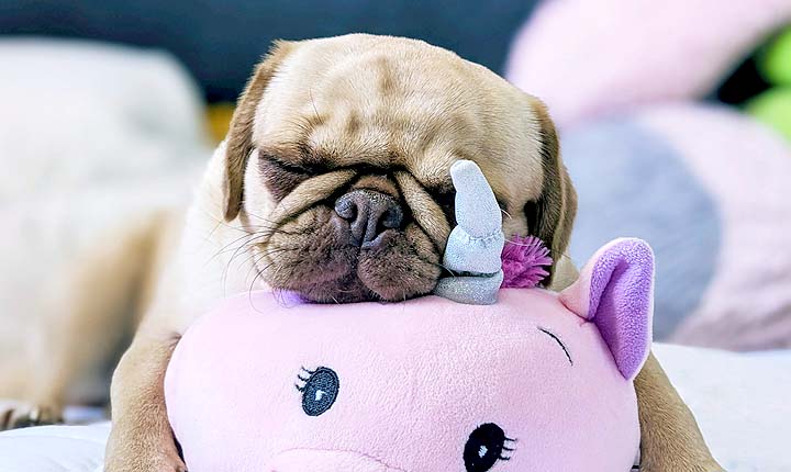 Pet Sitting in Los Angeles - The original US Pet Sitting site
