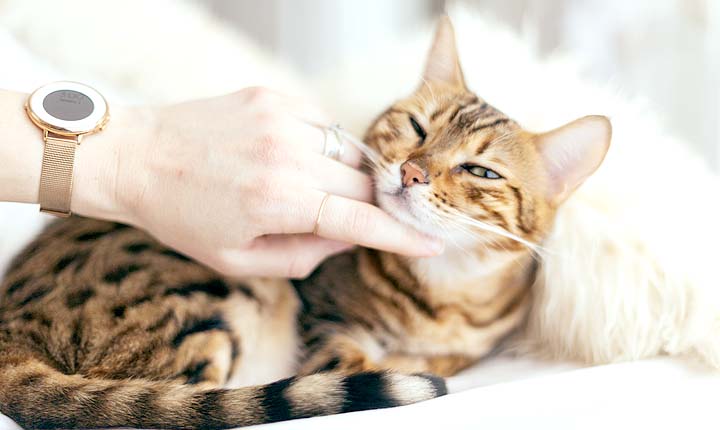 Pet Sitting in Seattle - On the original US Pet Sitting site