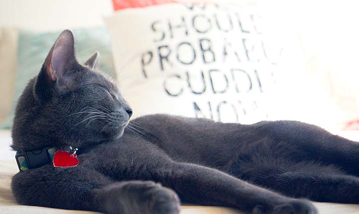 Pet Sitting in Chicago - On the original US Pet Sitting site
