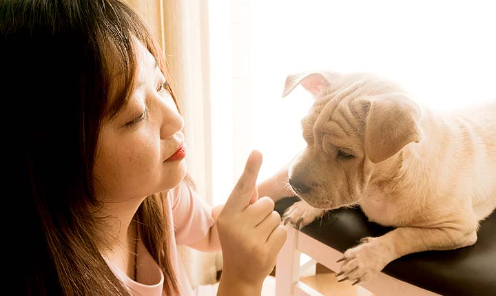 Pet Sitting in Los Angeles - The original US Pet Sitting site - Feel the love