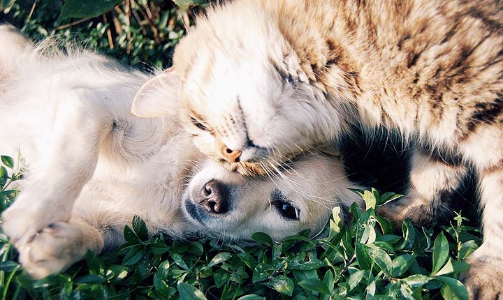 Pet Sitting in Denver - On the original US Pet Sitting site