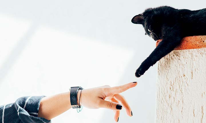 Pet Sitting in Austin - On the original US Pet Sitting site