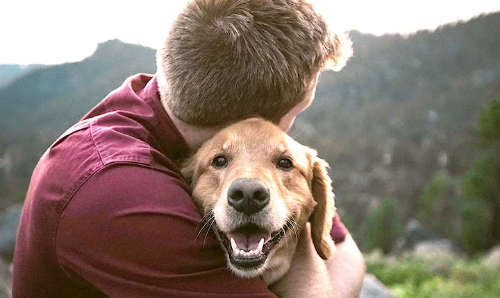 Dog Sitting in Chicago - On the original US Pet Sitting site - Feel the love