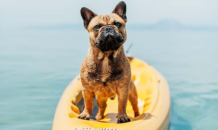 Dog Sitting in New York - On the original US Pet Sitting site - Feel the love