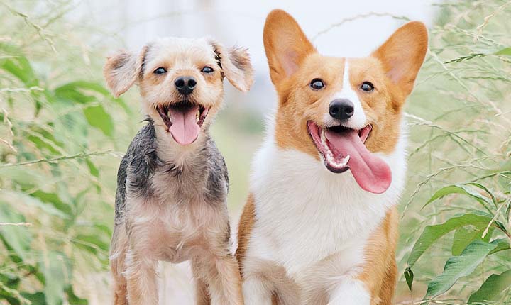 Dog Sitting in Austin - On the original US Pet Sitting site - Feel the love